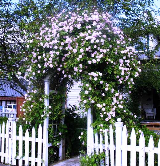 красивые плетистые розы в саду фото